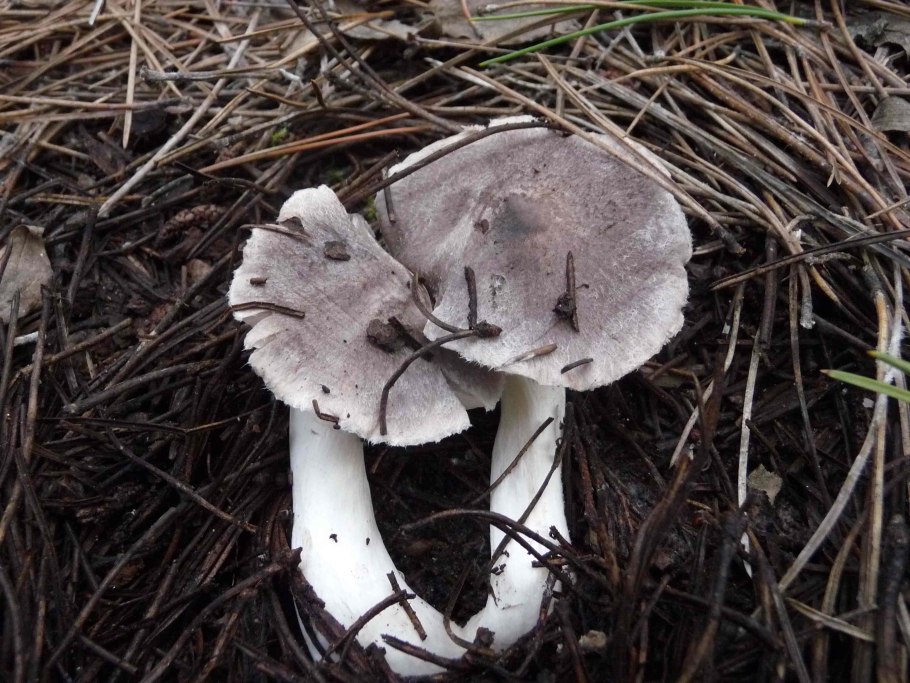 Рядовку землисто-серую (Tricholoma terreum)