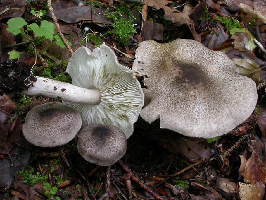 Рядовка серебристая Tricholoma scalpturatum