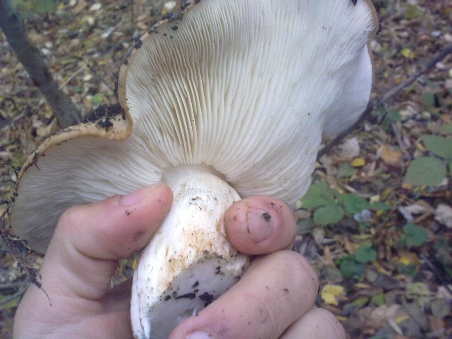 Russula delica (подгруздок белый)