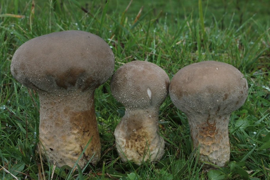 ГОЛОВАЧ продолговатый Lycoperdon excipuliforme