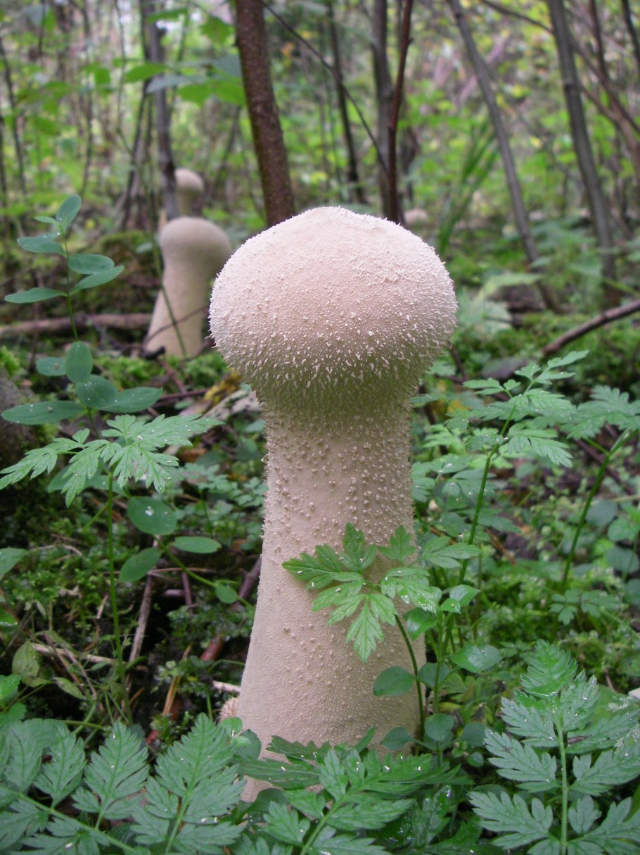ГОЛОВАЧ продолговатый Lycoperdon excipuliforme