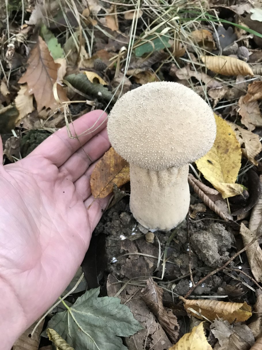 ГОЛОВАЧ продолговатый (Calvatia excipuliformis)
