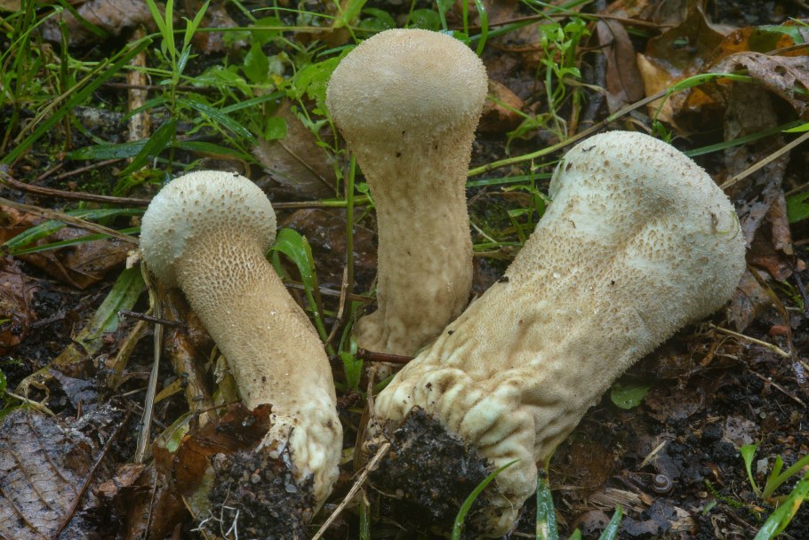 ГОЛОВАЧ продолговатый Lycoperdon excipuliforme