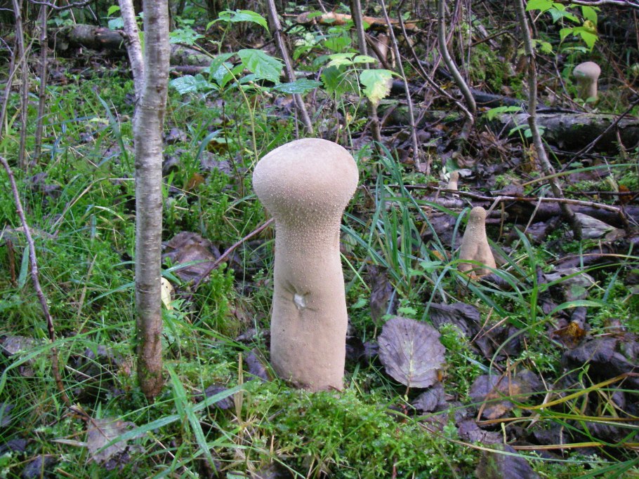 ГОЛОВАЧ продолговатый (Calvatia excipuliformis)