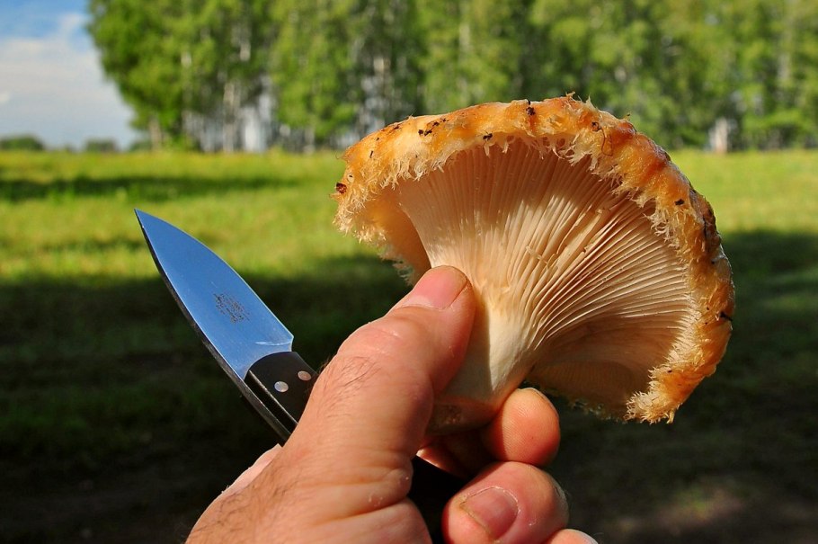 Сырой груздь фото