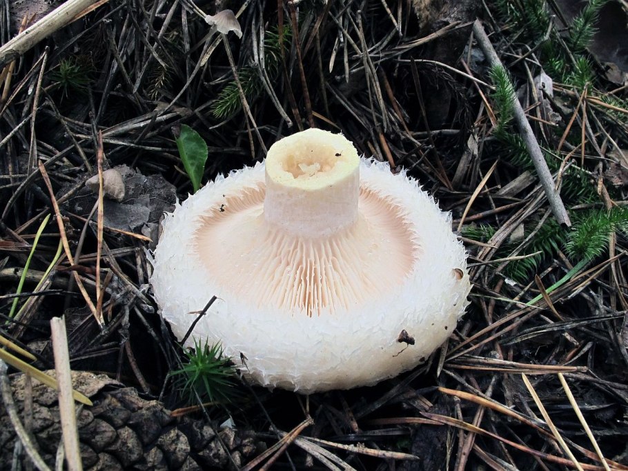 Lactarius aquizonatus