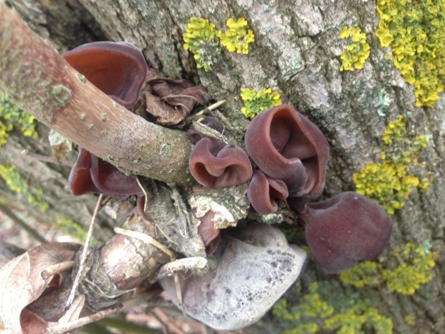 Отидея Ослиная гриб