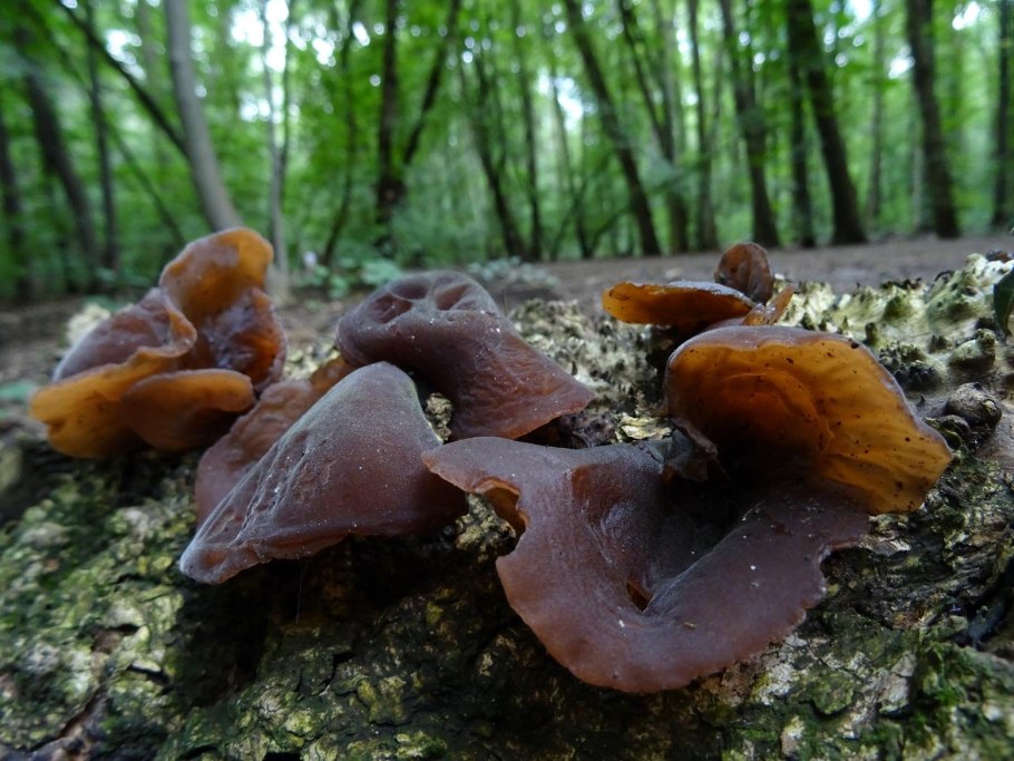 Гриб Аурикулярия уховидная