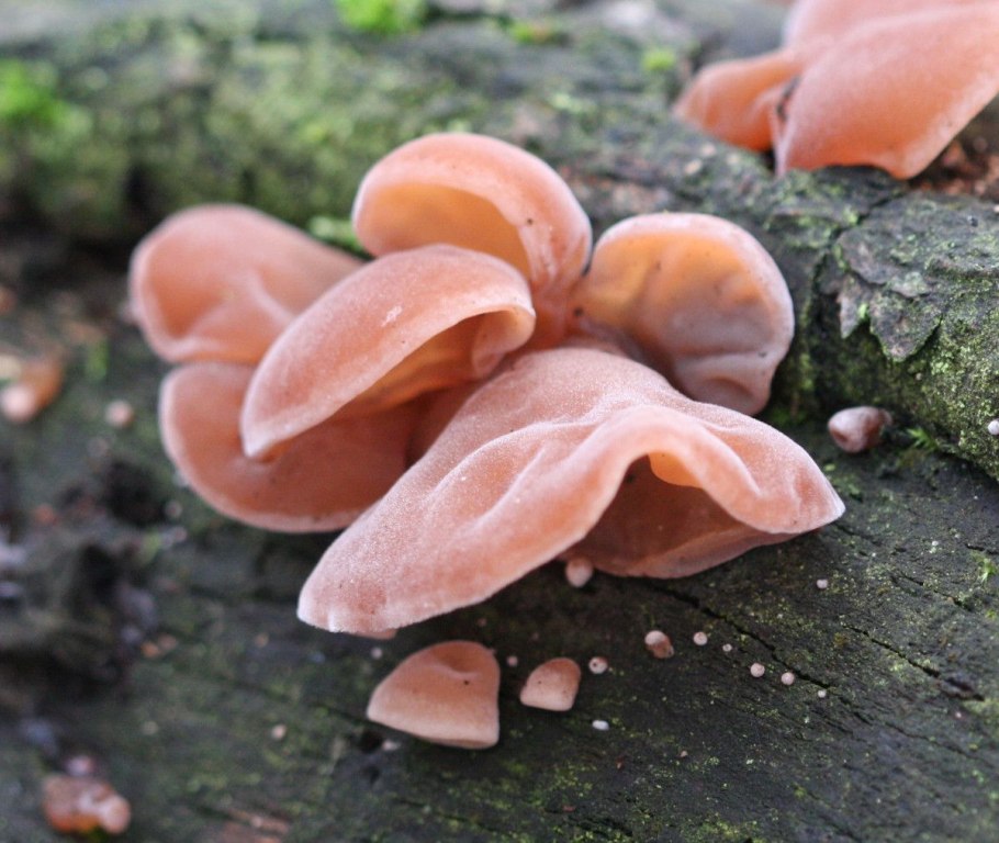 Аурикулярия (Иудино ухо)