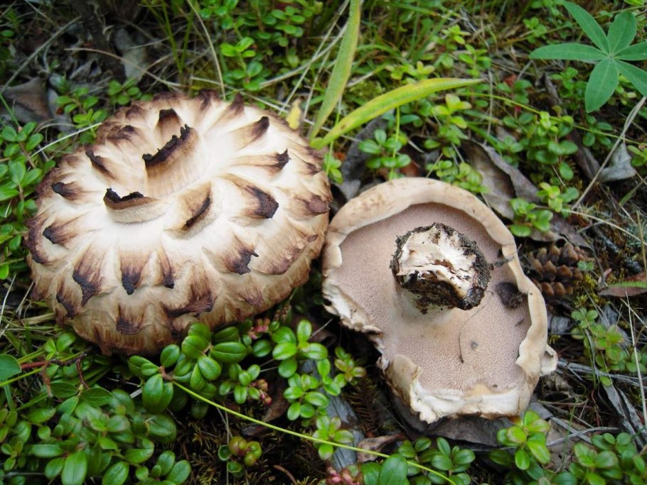 Гриб свиное ухо