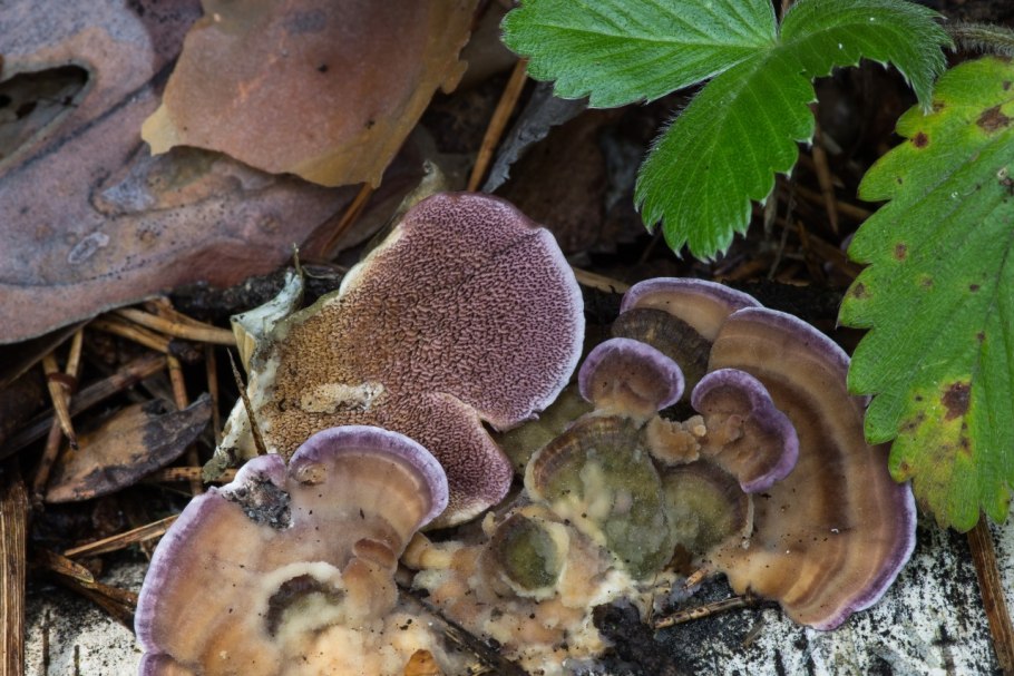 Сухой черный гриб