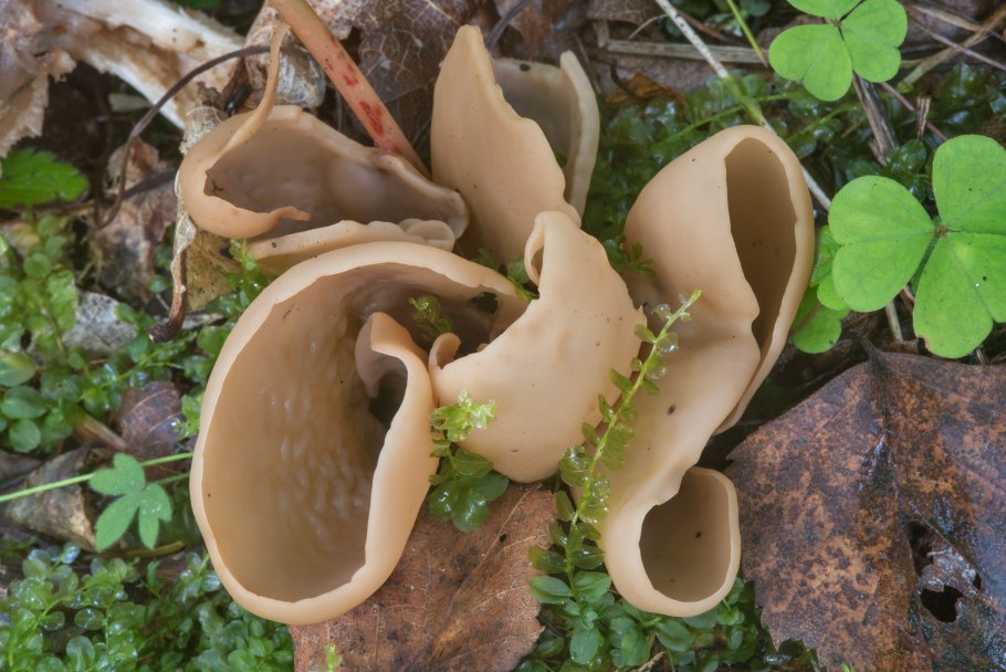 Гриб свинушка тонкая