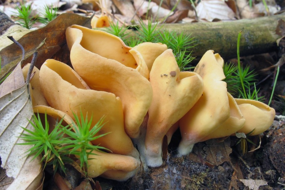 Аурикулярия уховидная