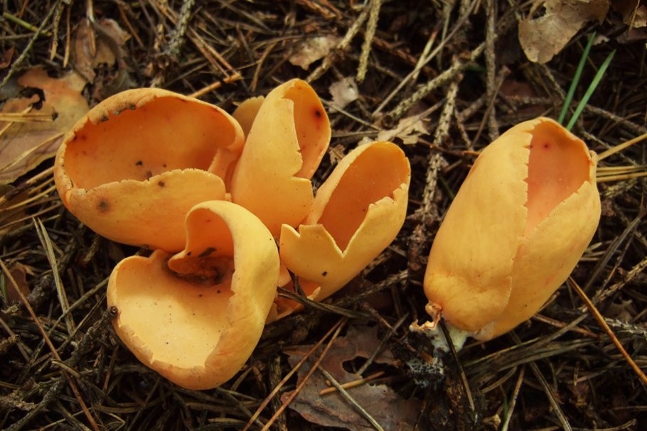 Медвежье ухо древесный гриб