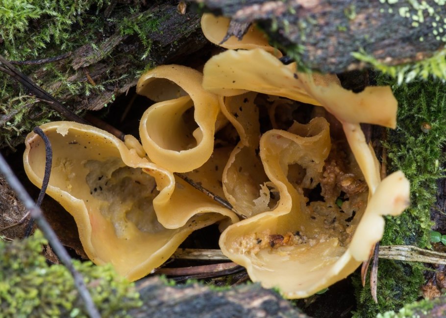 Auricularia auricula