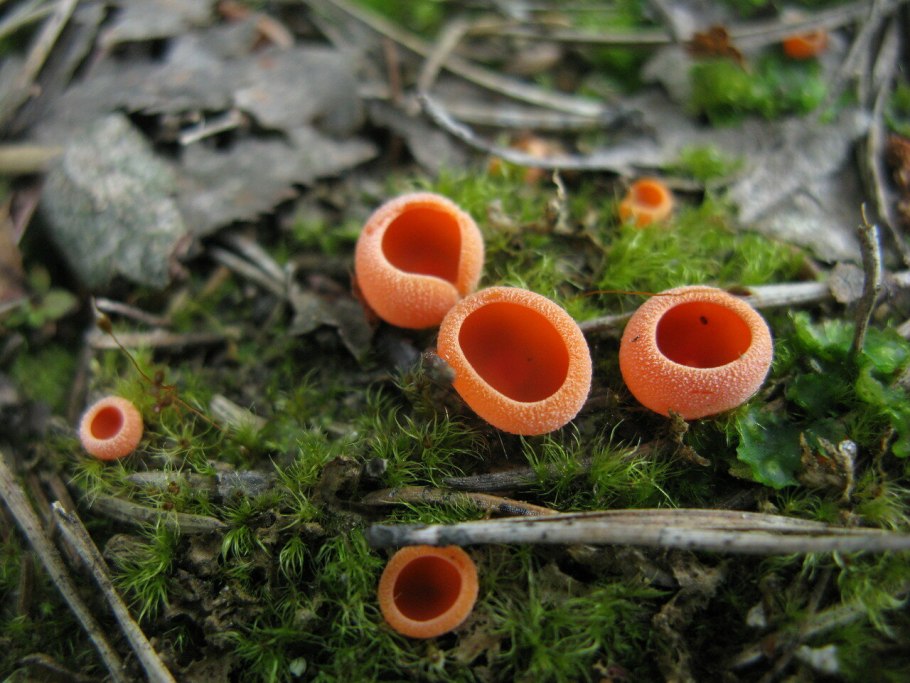 Гриб Медвежье ухо