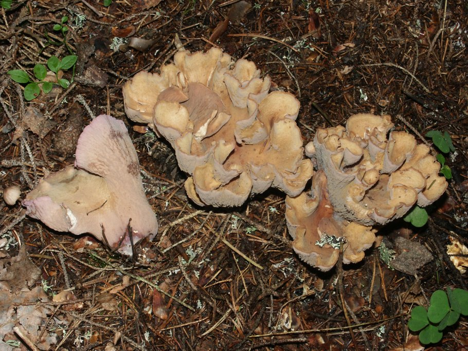 Lentinellus cochleatus