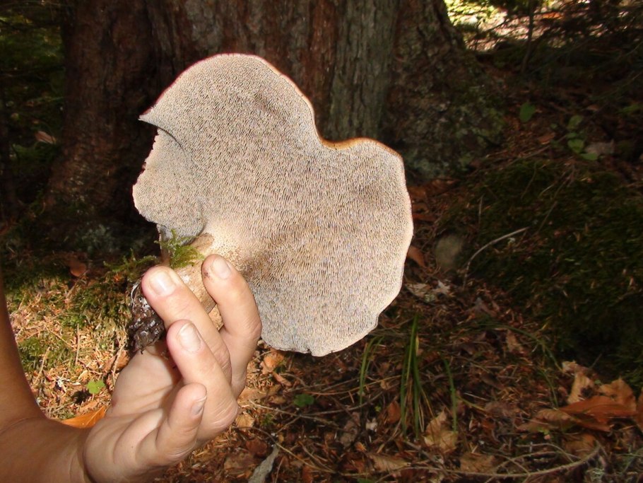 Вешенка говорушка древесные