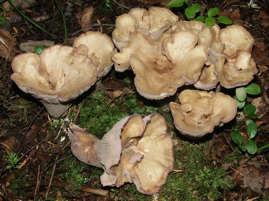 Гриб ежовик Медвежье ухо