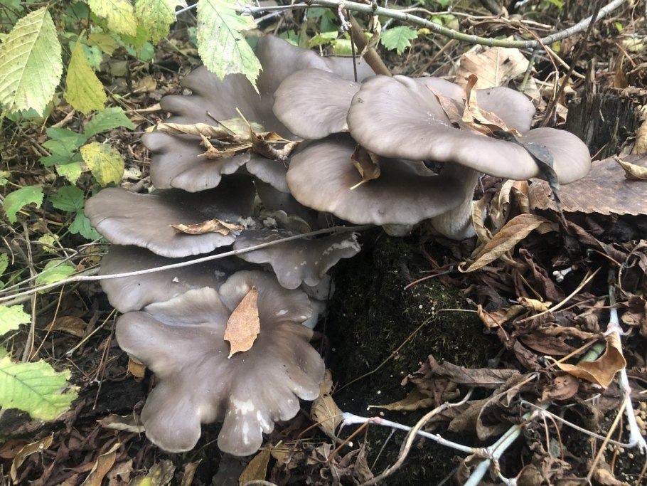 Вешенка обыкновенная