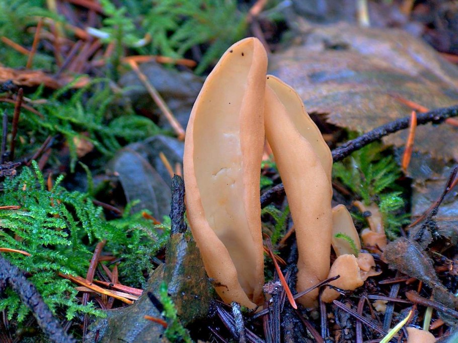 Гриб Аурикулярия уховидная