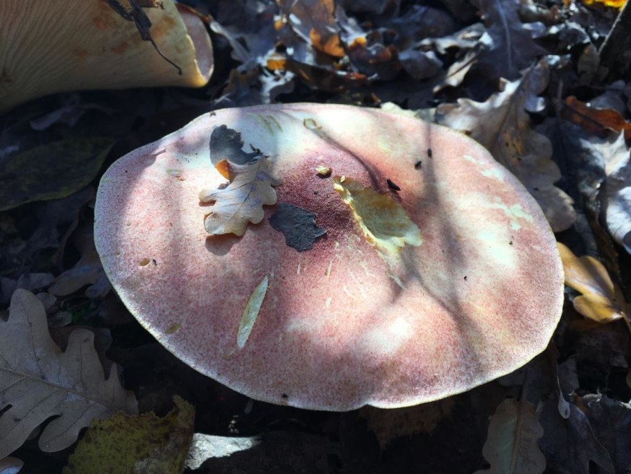 Рядовка желто красная tricholomopsis rutilans