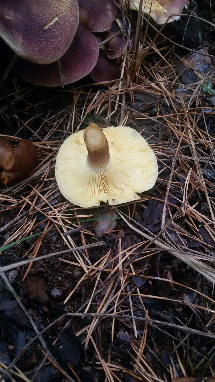 Рядовка желто-красная Tricholomopsis rutilans