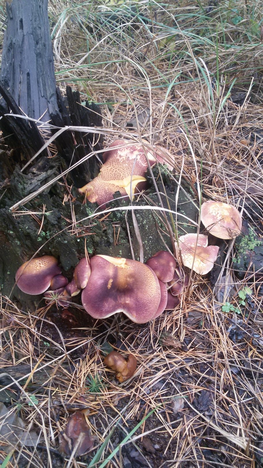 Рядовка бурая