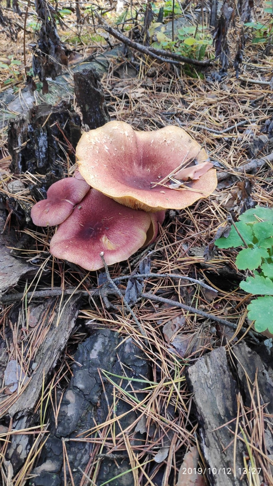 Рядовка желто-красная Tricholomopsis rutilans съедобная