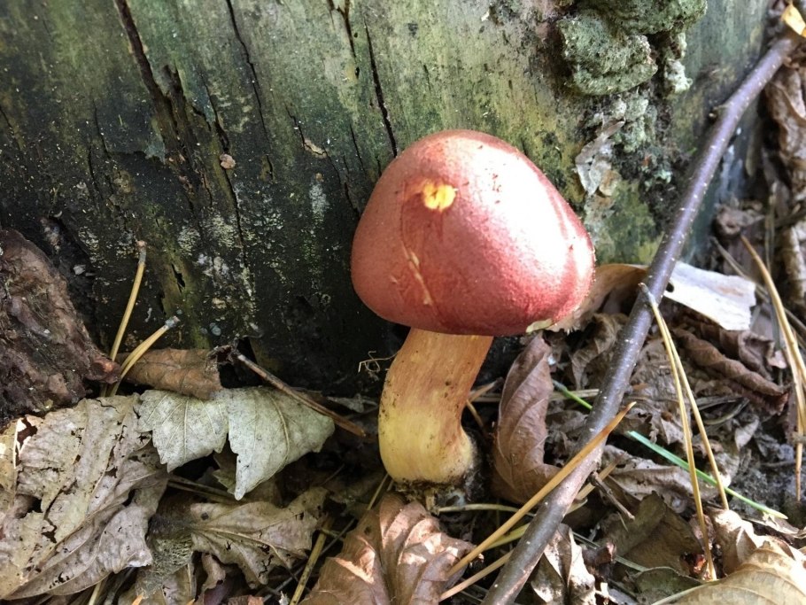 Рядовка желто-красная Tricholomopsis rutilans съедобная