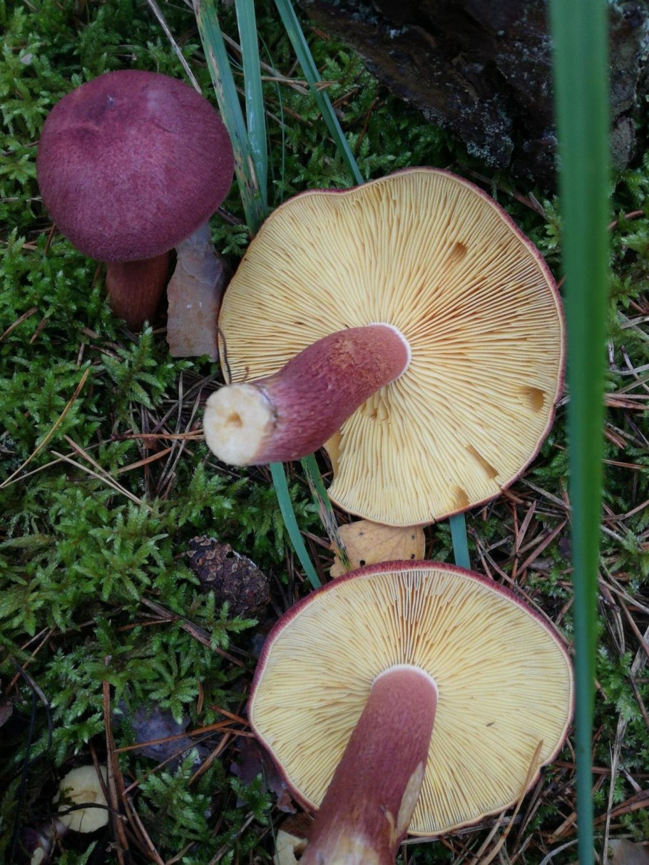 Tricholomopsis rutilans
