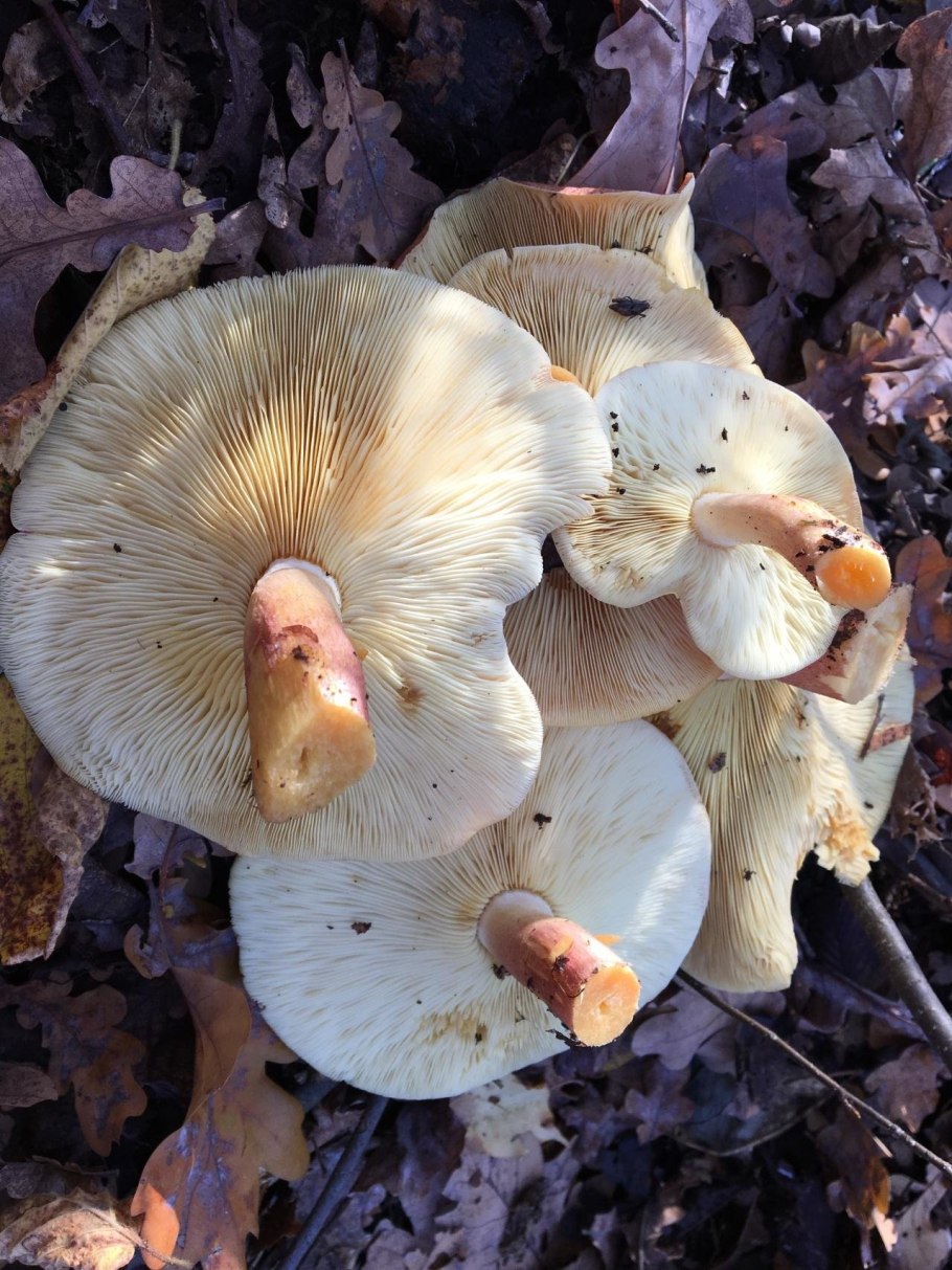 Tricholomopsis rutilans