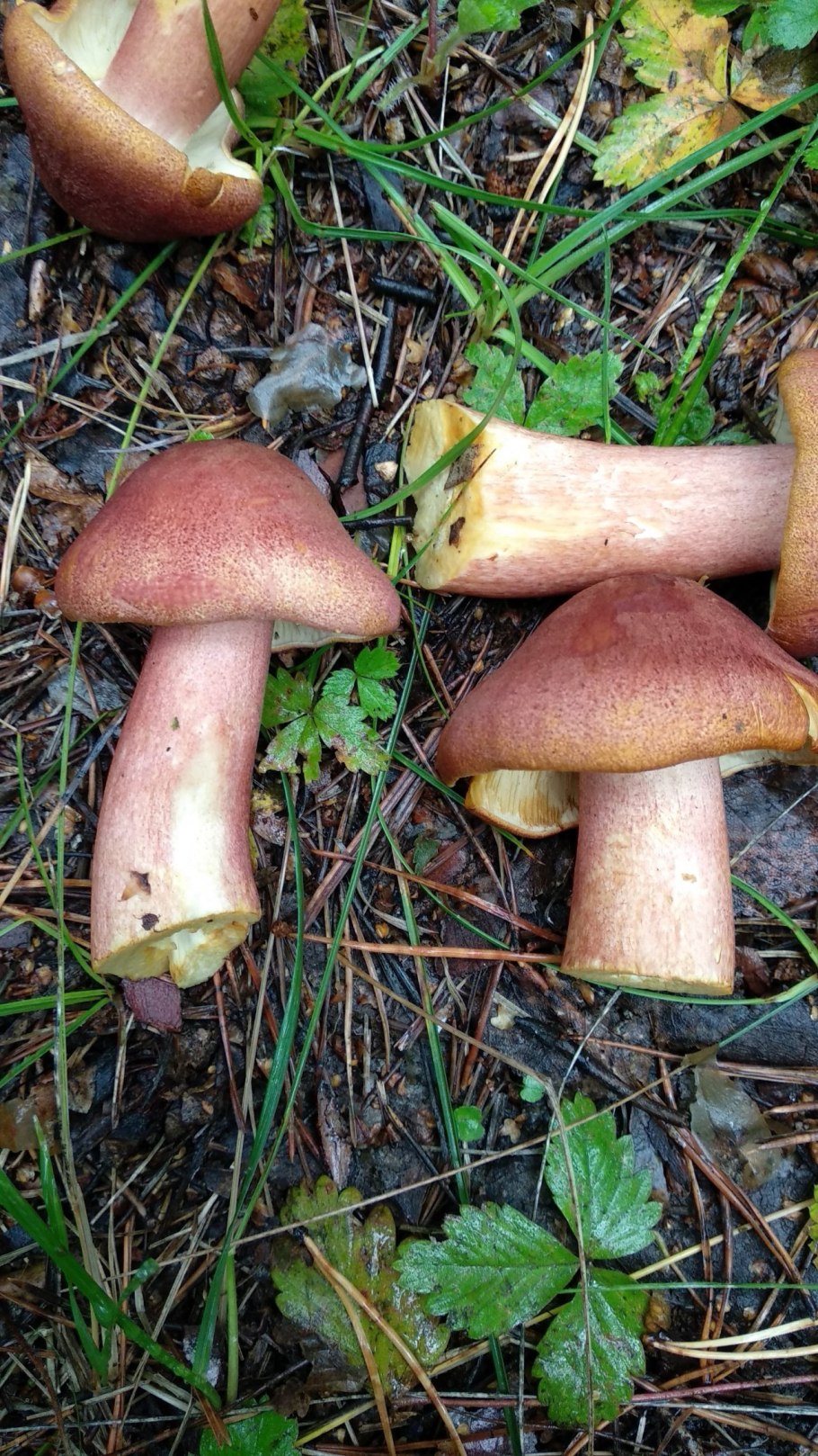 Рядовка желто-красная Tricholomopsis rutilans