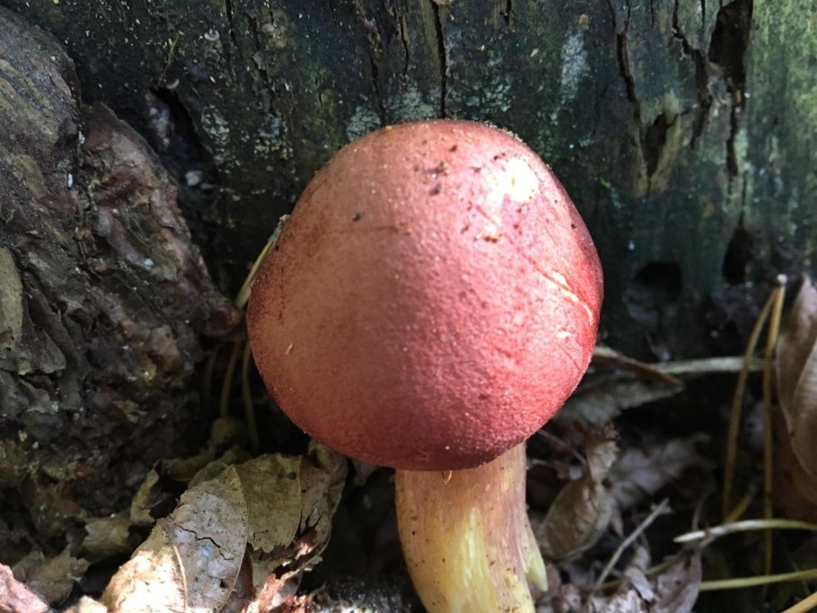 Рядовка желто-красная Tricholomopsis rutilans