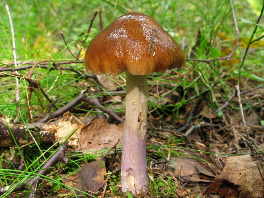 Паутинник элегантнейший