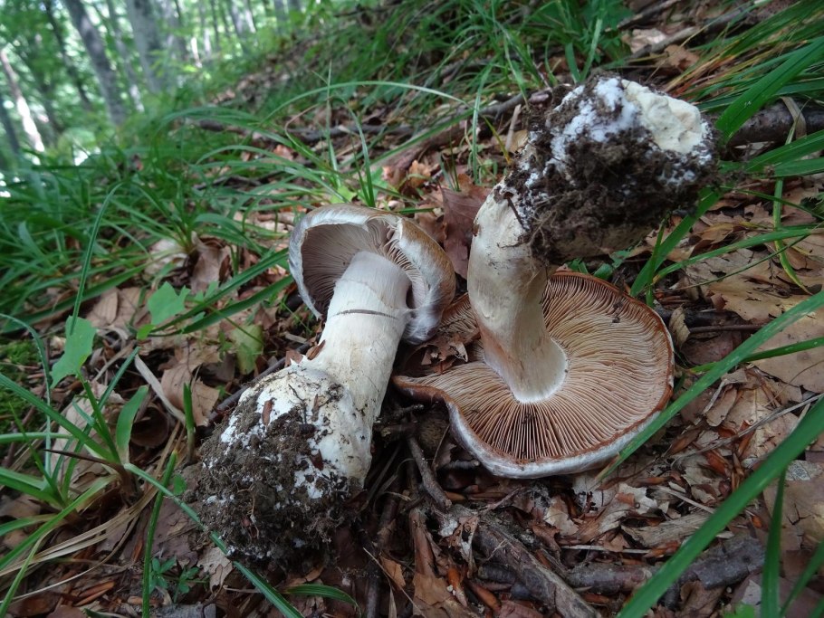 Крымские грибы паутинник