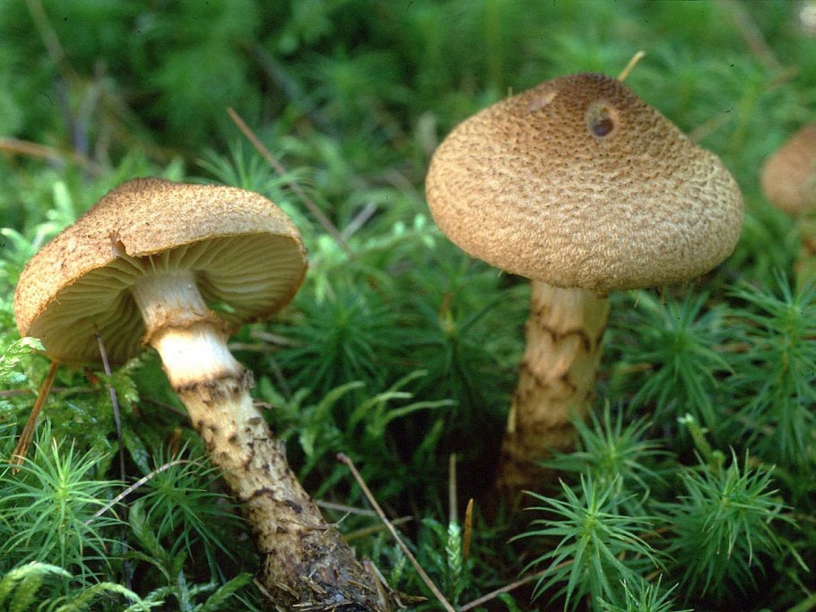 Паутинник кольчатый