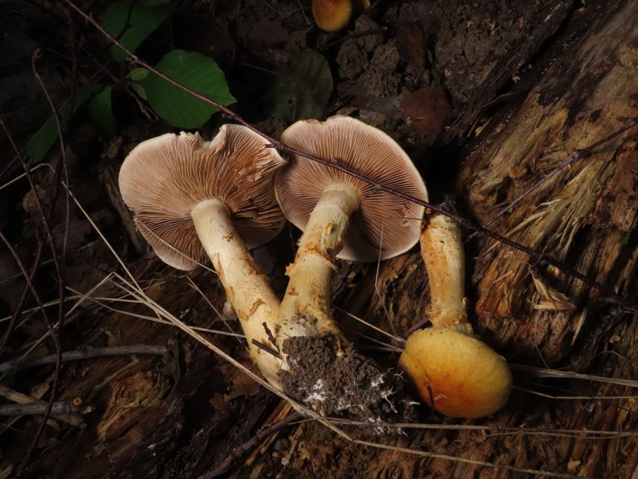 Паутинник Триумфальный желтый