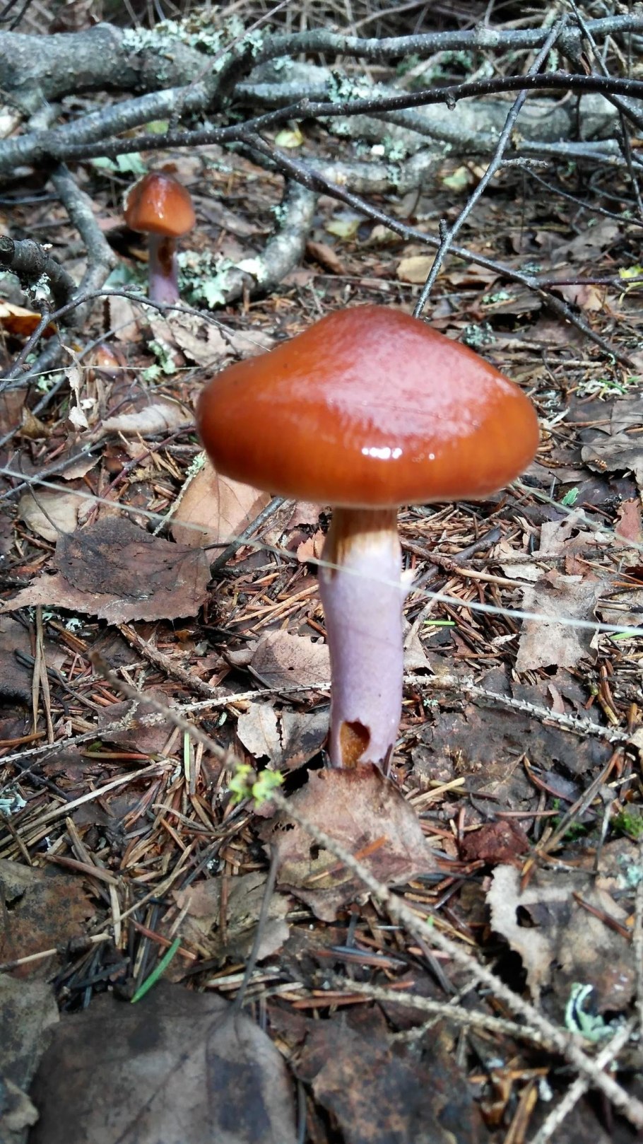 Паутинник кольчатый