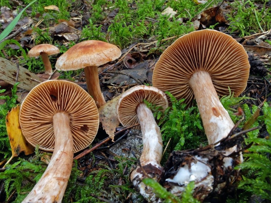 Паутинник Сосновый