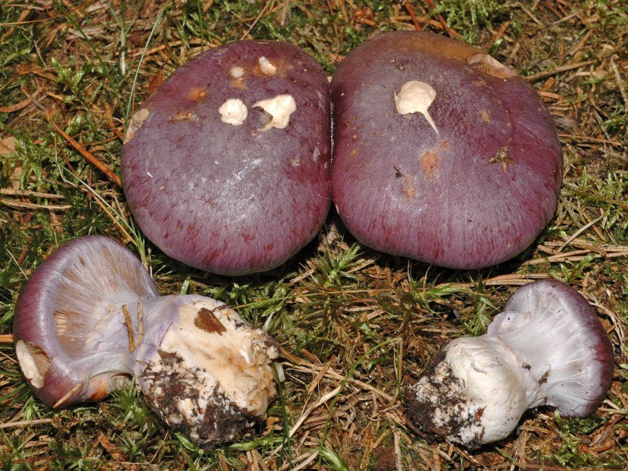 Cortinarius cumatilis photos