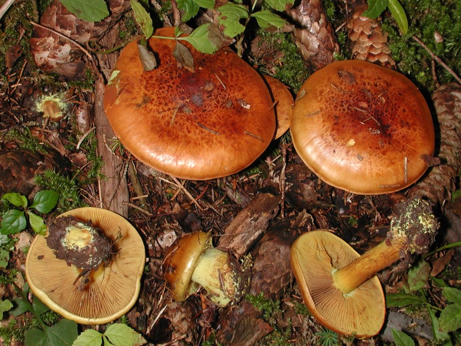 Cortinarius splendens