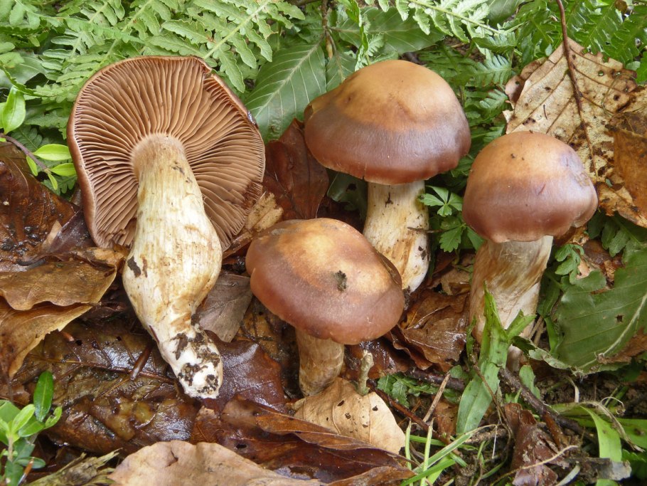 Крымские грибы паутинник