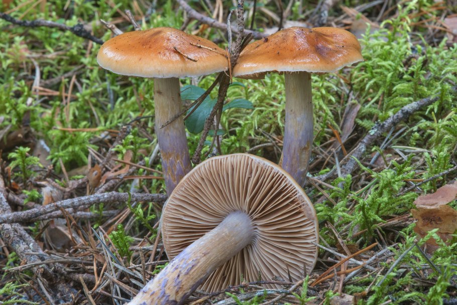 Паутинник пачкающий Cortinarius collinitus