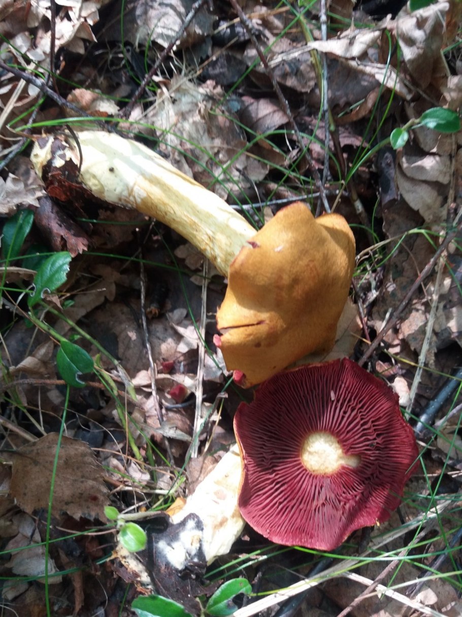 Лесной паутинник гриб