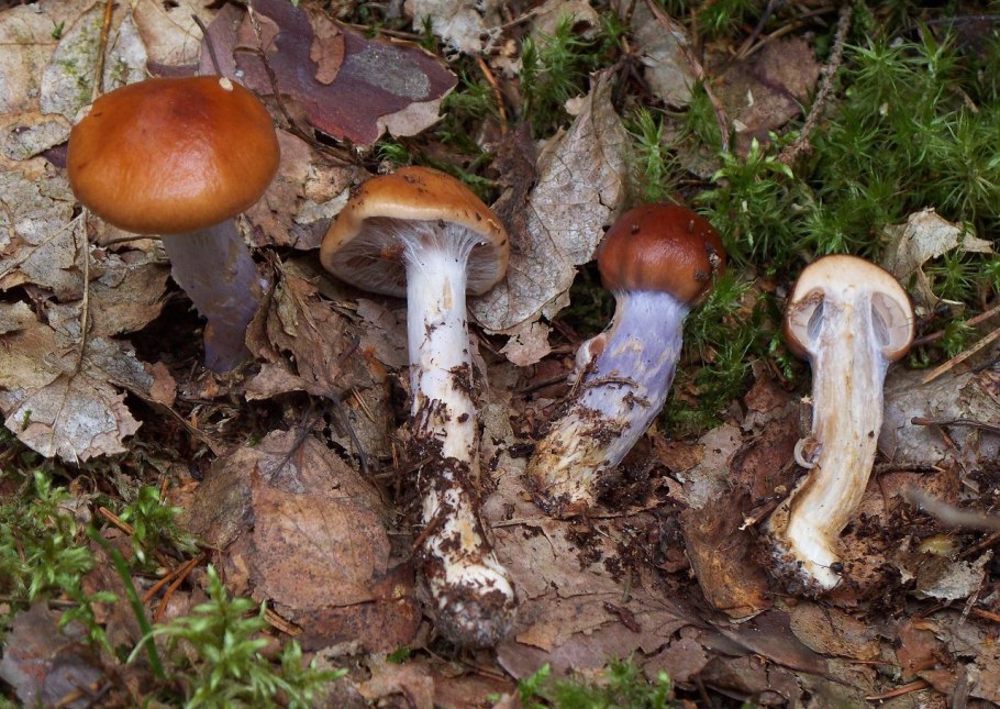 Паутинник пачкающий Cortinarius
