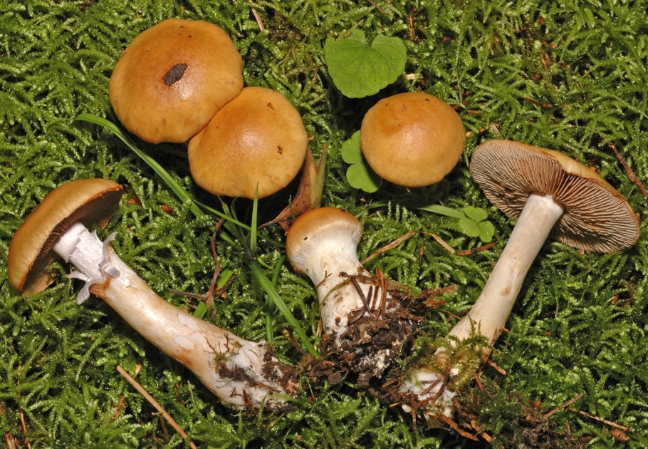 Паутинник изменчивый Cortinarius