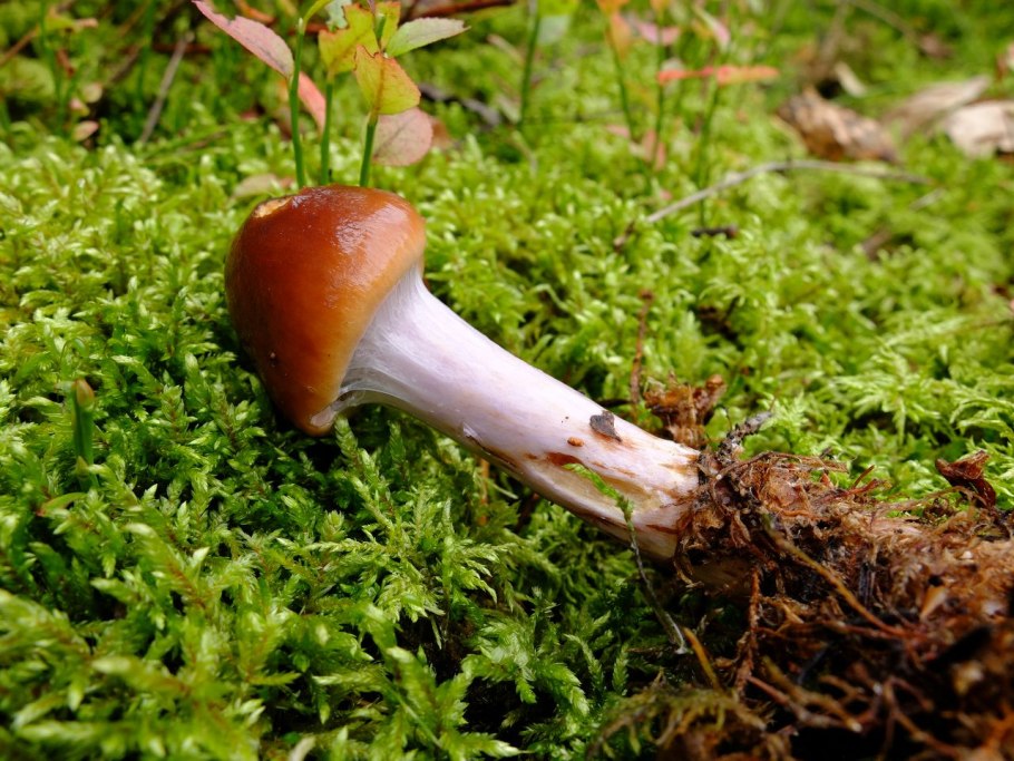 Паутинник пачкающий Cortinarius