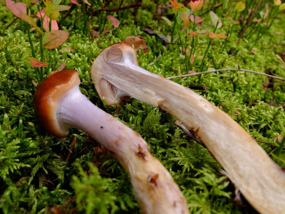 Паутинник пачкающий Cortinarius