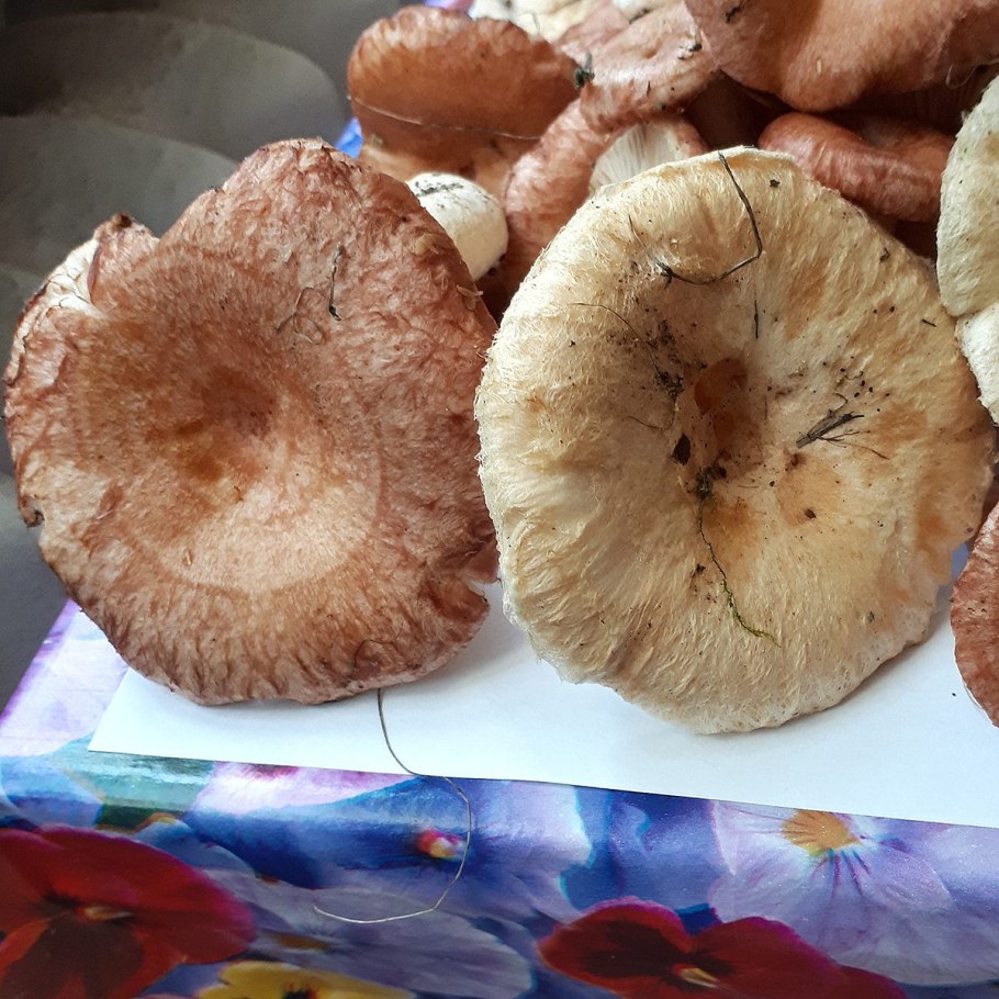 Грибы грузди белянки